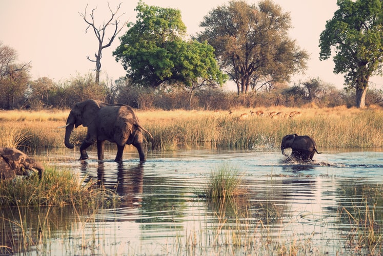 Wildlife Education Jobs - How to Start A Career